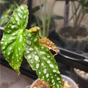 Polka Dot Begonia